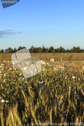 Image of flowers in the field