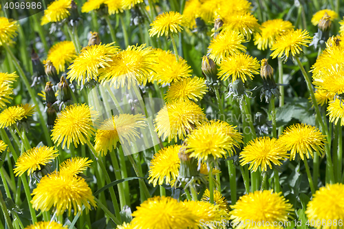 Image of yellow dandelions in spring