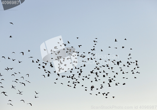 Image of birds flying in the sky