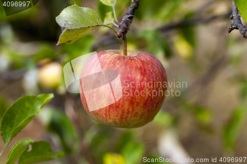 Image of Apple on a branch