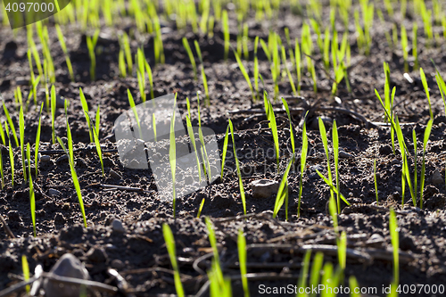 Image of agriculture cereal, close up