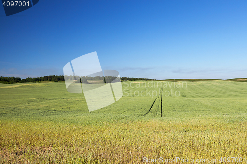 Image of Field with cereal