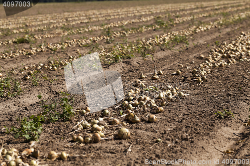 Image of Harvesting onion field