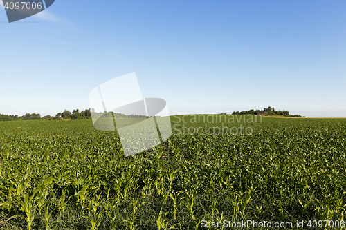 Image of Green corn field