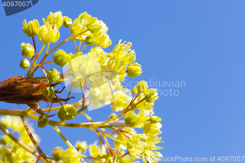 Image of flowering maple tree