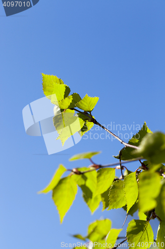 Image of young birch leaves