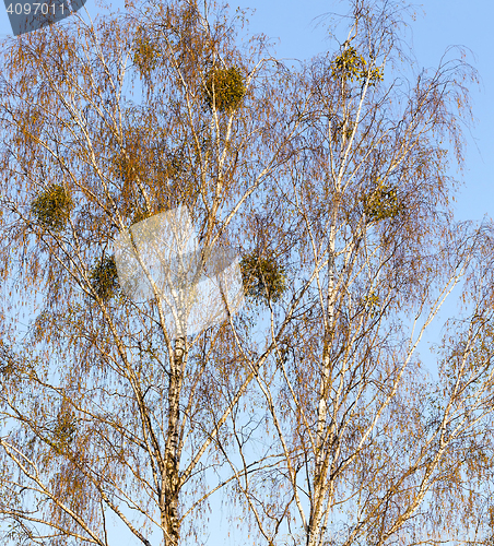 Image of young birch leaves