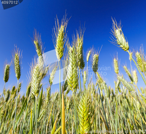 Image of Field with cereal