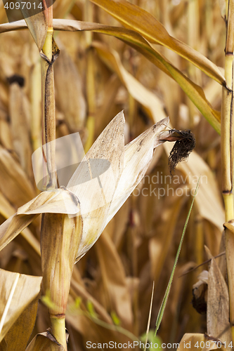 Image of ripe corn, autumn