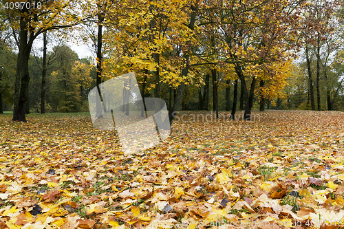 Image of Park in the fall