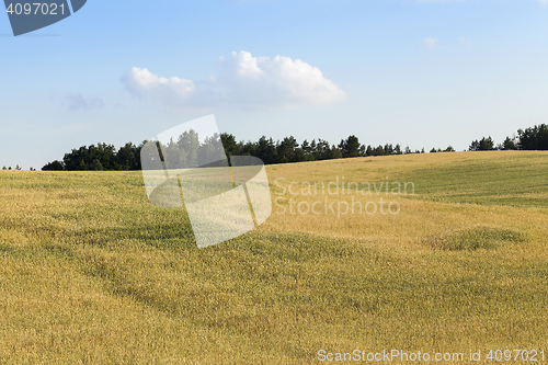 Image of Field with cereal