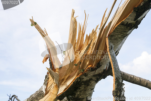 Image of broken birch trees