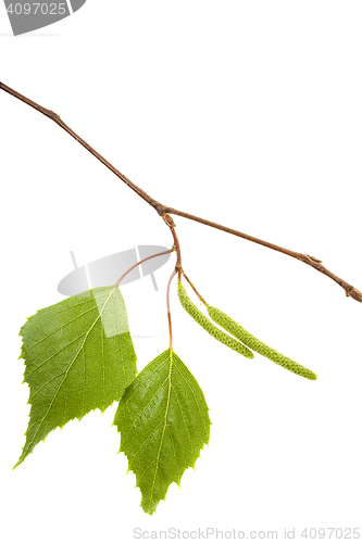 Image of birch leaves on a white background