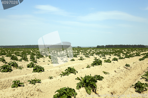 Image of Agriculture, potato field