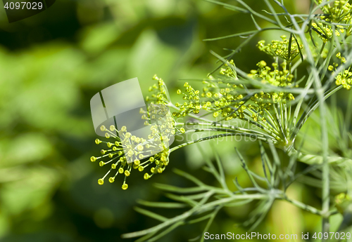 Image of green umbrella dill