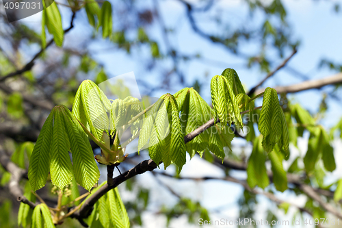 Image of green leaves of chestnut