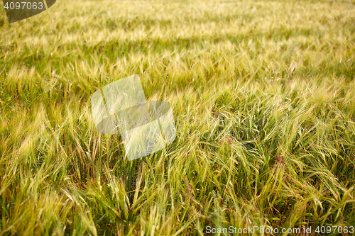 Image of cereal field with spikelets of ripe rye or wheat