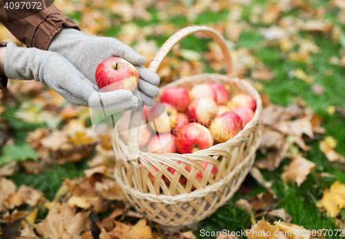 Image of woman with basket of apples at autumn garden