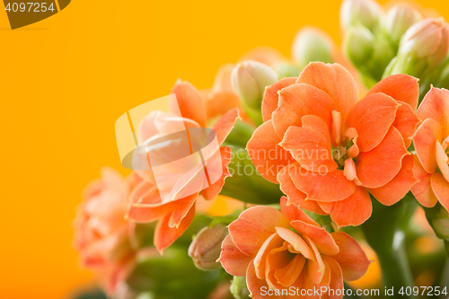 Image of  flowers of Kalanchoe. on a orange background.