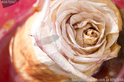 Image of dried roses with background closeup