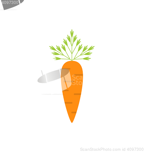 Image of Ripe Carrot Isolated