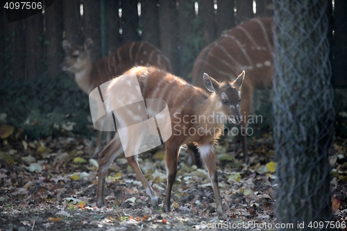 Image of Sitatunga, Tragelaphus spekii