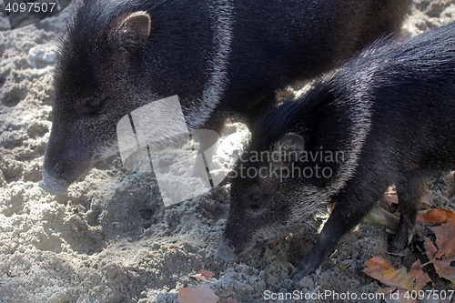 Image of Javelina or collared peccary