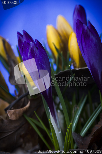 Image of crocus