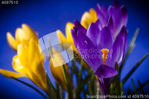 Image of crocus