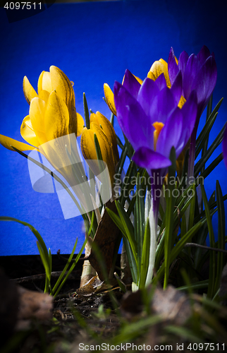 Image of crocus