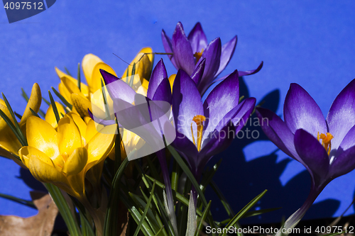 Image of crocus