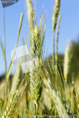 Image of Field with cereal