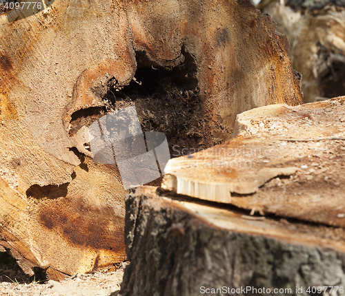 Image of old tree trunk