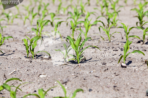 Image of young sprout of corn