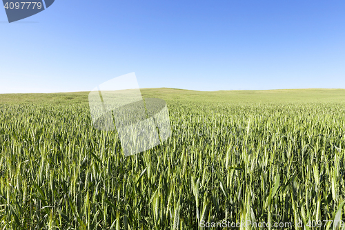 Image of Field with cereal