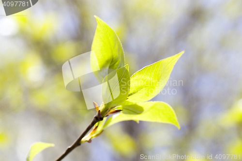 Image of linden leaves, spring