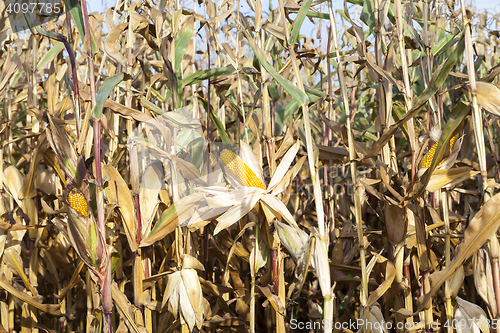 Image of Ripe yellow corn