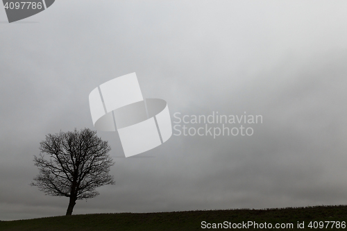 Image of trees at dusk