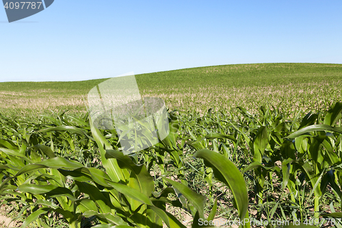 Image of Field of green corn