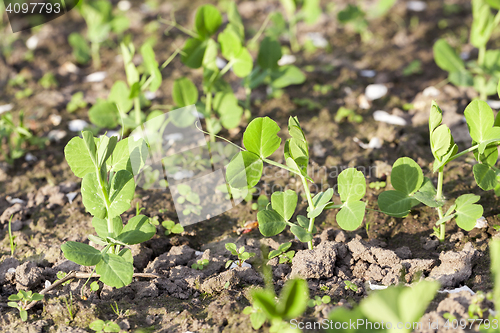 Image of young green peas