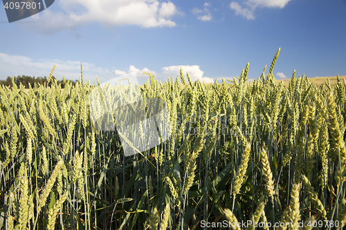 Image of Field with cereal