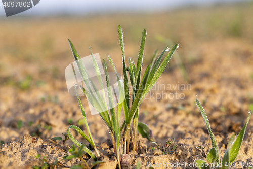 Image of young grass plants, close-up
