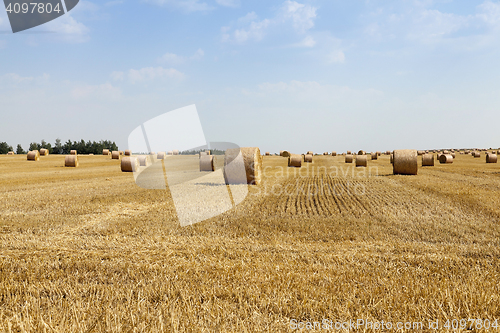 Image of cereal harvest field