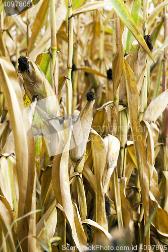 Image of ripe corn, autumn