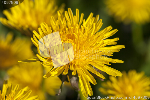 Image of yellow dandelions in spring