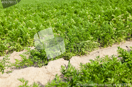 Image of Field with carrot