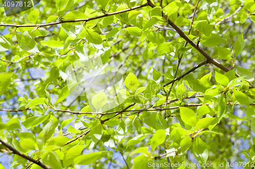 Image of linden leaves, spring