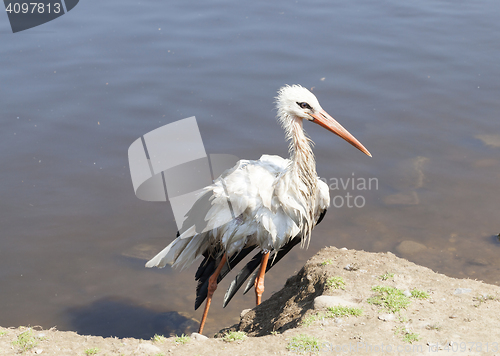 Image of Stork without wing