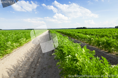 Image of Field with carrot