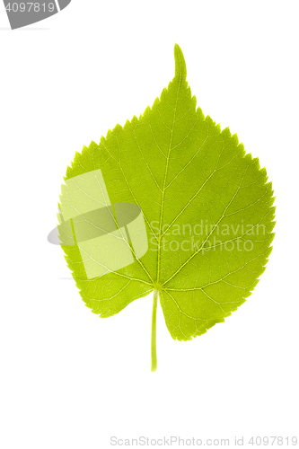 Image of birch leaves on a white background